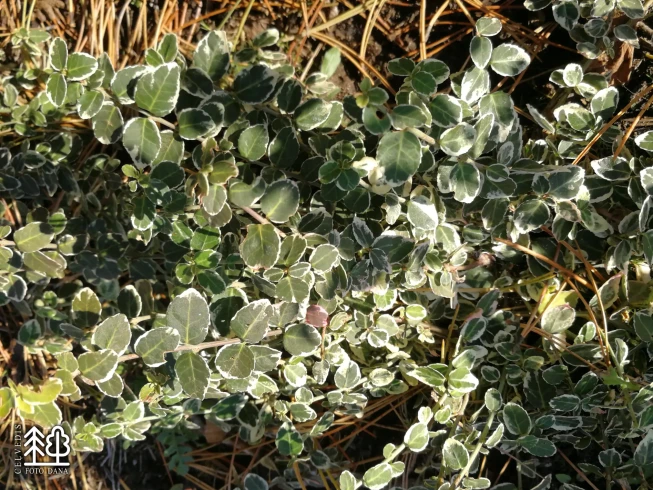 Euonymus fortunei   'Emerald Gaiety'